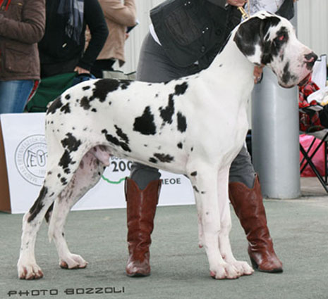 dogue allemand djaihoun